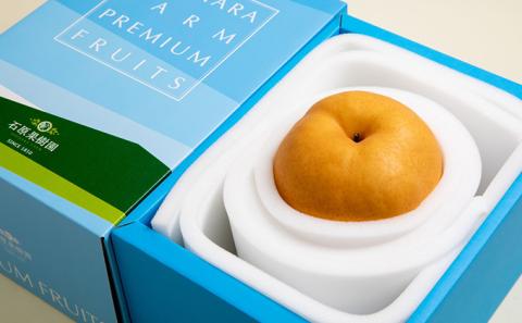 梨 2025年 先行予約 備前横綱梨（あたご梨） 1玉 (1～1.4kg) 贈答箱【11月下旬～12月中旬頃発送】 ナシ なし 岡山県産 国産 フルーツ 果物 ギフト 石原果樹園