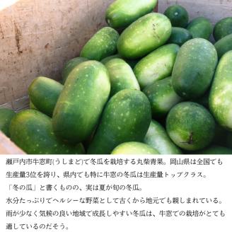 冬瓜 （ とうがん ）約10kg 瀬戸内 牛窓産 野菜 夏野菜