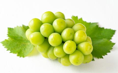 ぶどう 2026年 先行予約 シャイン マスカット 晴王 1房（700g以上）化粧箱入り マスカット ブドウ 葡萄  岡山県産 国産 フルーツ 果物 ギフト シャインマスカット 贈答箱