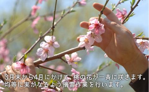 桃 2026年 先行予約 白桃 早生種 約1.3kg 5～6玉 もも モモ 岡山県産 国産 フルーツ 果物 ギフト