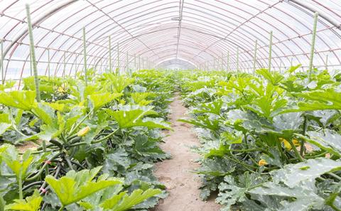 瀬戸内 牛窓産 ズッキーニ 約2kg（12本前後）