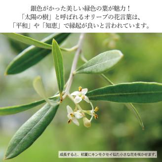 オリーブの苗木４本セット
