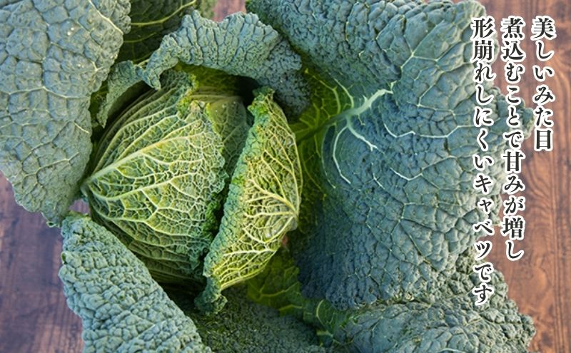 瀬戸内 牛窓産 サボイ キャベツ 約1.8kg（2～3玉）