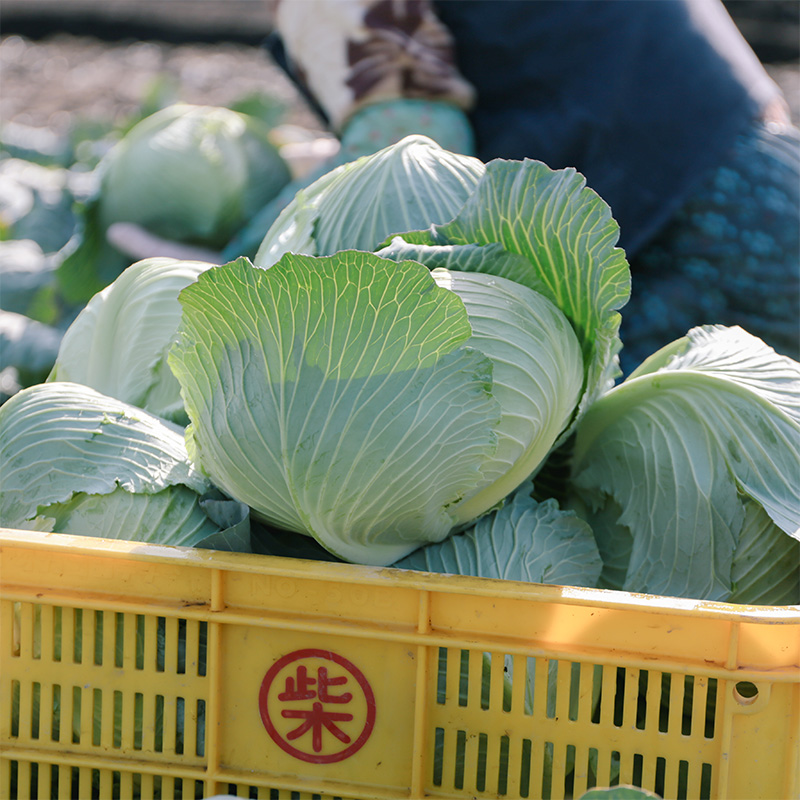 瀬戸内 牛窓産 キャベツ 約10kg（4～8玉） 野菜