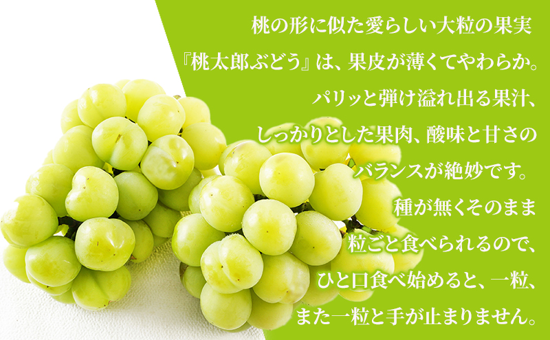 ぶどう 2026年 先行予約 桃太郎 ぶどう 2房（合計約940g）化粧箱入り マスカット ブドウ 葡萄  岡山県産 国産 フルーツ 果物 ギフト 大粒 果実 種無し そのまま 粒ごと 酸味 甘さ 人気