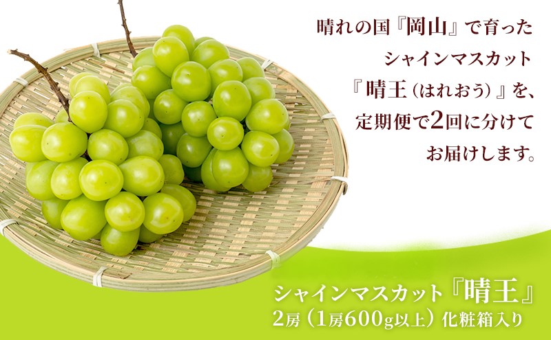 ぶどう 定期便 2026年 先行予約 シャイン マスカット 晴王 各月2房（1房600g以上） 2回コース マスカット ブドウ 葡萄  岡山県産 国産 フルーツ 果物 ギフト 大粒 高級 甘い 弾力