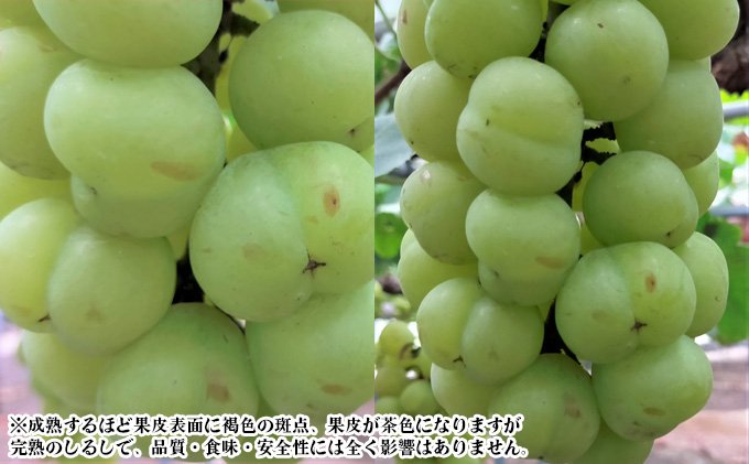 ぶどう 2026年 先行予約 桃太郎 ぶどう 1房 500g前後 ブドウ 葡萄 岡山県産 国産 フルーツ 果物 ギフト