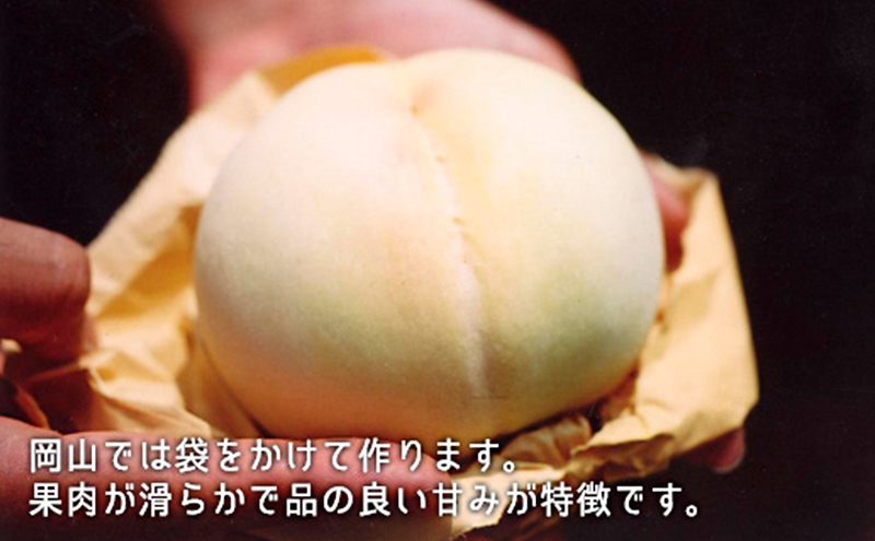 桃 ぶどう 2026年 白桃 晩生種 3玉 シャイン マスカット 1房 ニュー ピオーネ 1房 合計約1.8kg もも 葡萄 岡山県産 国産 フルーツ 果物 ギフト