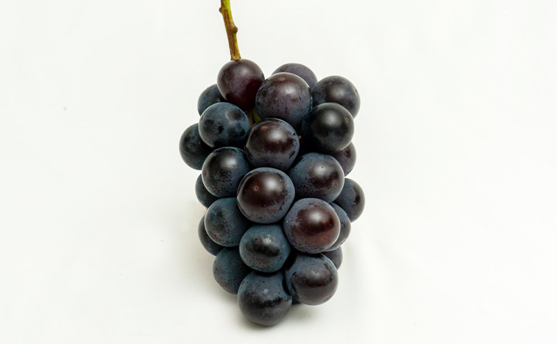 ぶどう 2024年 先行予約 果物 詰合せ ニュー ピオーネ 1房 480g以上・ シャイン マスカット 晴王 1房 480g以上・マスカットオブ・アレキサンドリア 1房 600g以上・秀品以上