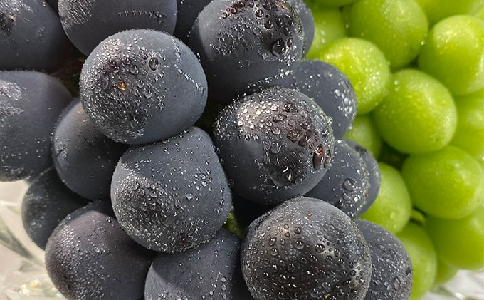 ぶどう 2026年 先行予約 農家こだわりの シャイン マスカット ＆ ニュー ピオーネ 2房 合計約1.2kg 贈答クラス 葡萄 岡山県産 国産 フルーツ 果物 ギフト 【 Nini farm 農家 直送 】