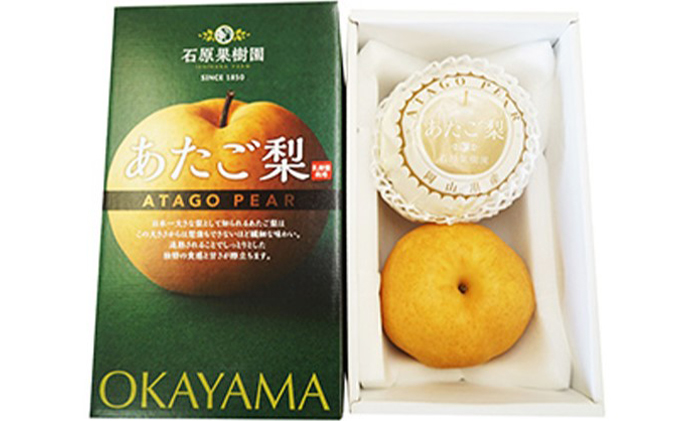 梨 2025年 先行予約 あたご梨 2玉 (1玉 約750g) 化粧箱【11月下旬～12月中旬頃発送】 ナシ なし 岡山県産 国産 フルーツ 果物 ギフト 石原果樹園