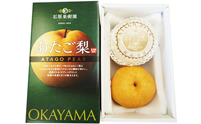 梨 2025年 先行予約 あたご梨  2玉 (1玉 約850g) 化粧箱【11月下旬～12月中旬頃発送】 ナシ なし 岡山県産 国産 フルーツ 果物 ギフト 石原果樹園