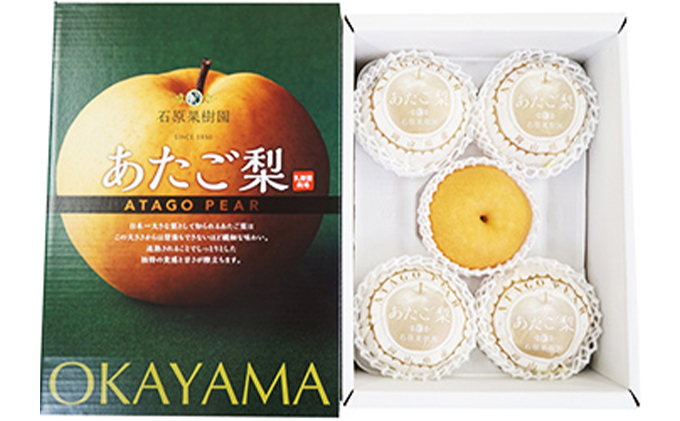 梨 2025年 先行予約 あたご梨 4～9玉 合計約4kg 化粧箱【11月下旬～12月中旬頃発送】 ナシ なし 岡山県産 国産 フルーツ 果物 ギフト 石原果樹園