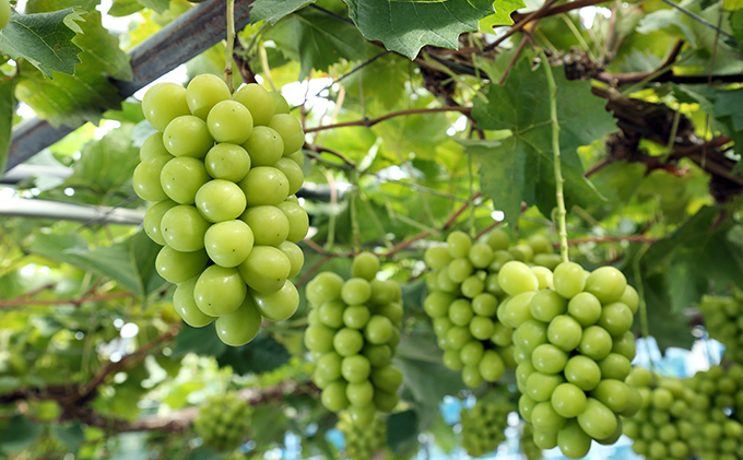 ぶどう 2026年 先行予約 葡萄 味比べ三昧 シャイン マスカット 晴王 1房 580g以上 ニュー ピオーネ 1房 580g以上（露地栽培）詰合せ ブドウ 葡萄  岡山県産 国産 フルーツ 果物 ギフト 2品種