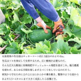 冬瓜 （ とうがん ）約10kg 瀬戸内 牛窓産 野菜 夏野菜