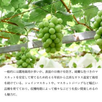 シャインマスカット1房（700g前後）内田農園 岡山県 瀬戸内市 邑久町産 葡萄 ぶどう 2025年【配達不可：北海道・沖縄・離島】 果物類 ブドウ フルーツ