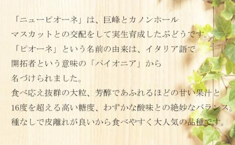 ぶどう 2026年 先行予約 ニュー ピオーネ 3房～6房 約1.5kg 8月下旬～10月上旬発送 ブドウ 葡萄  岡山県産 国産 フルーツ 果物 ギフト 岡山の葡萄 デザート 食後
