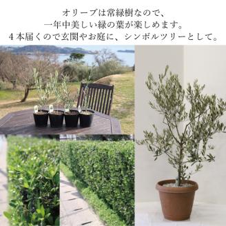 オリーブの苗木４本セット