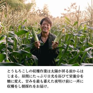 ［2026年先行予約］ 牛窓産とうもろこし まるでフルーツ！ 生で甘い、茹でて美味い！ 白色とうもろこし 「うしまどんな」約4kg（8～12本入り） 野菜 ホワイトコーン 夏野菜 おやつ 間食 お弁当 バーベキュー BBQ
