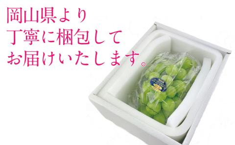 ぶどう 2026年 先行予約 シャイン マスカット 晴王 1房 約650g  ブドウ 葡萄  岡山県産 国産 フルーツ 果物 ギフト デザート 食後 酸味が少ない 産地直送