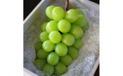 ぶどう 2024年 先行予約 シャイン マスカット 桐箱 1房入り 800g以上 ブドウ 葡萄 岡山県産 国産 フルーツ 果物 ギフト 内藤ぶどう園