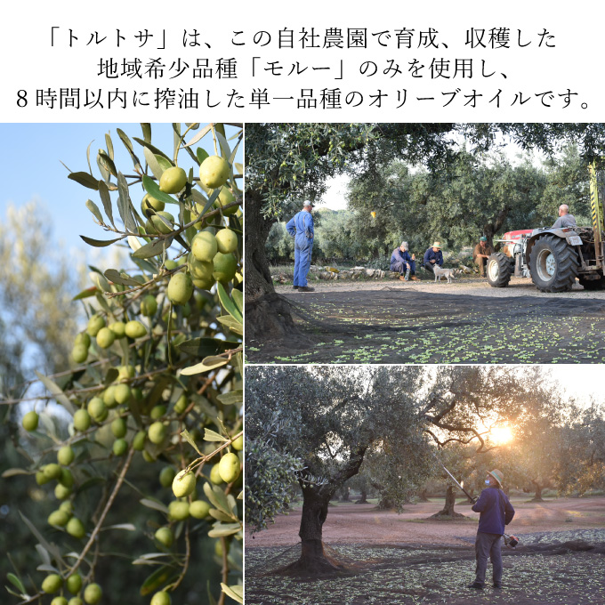 【期間・数量限定 先着 お米小分け付き】 オリーブオイル エキストラバージン オリーブ オイル トルトサ 1本入箱 10セット 油 オリーブ油 食用油 調味料 セット ギフト 贈り物 2024年