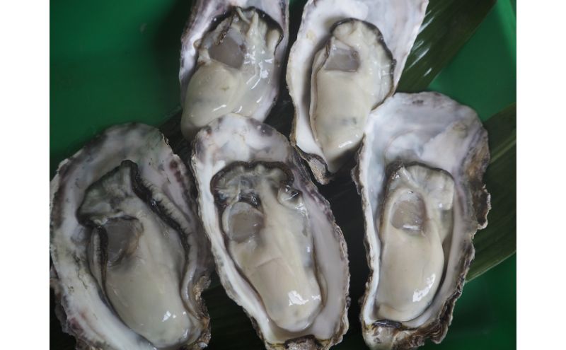 牡蠣 2026年 先行予約 牡蠣づくし セット （ 殻付牡蠣 15個・ 甘露煮 ・ かき味噌 ） 山銀商店 瀬戸内海虫明湾産 魚介類 カキ シーフード