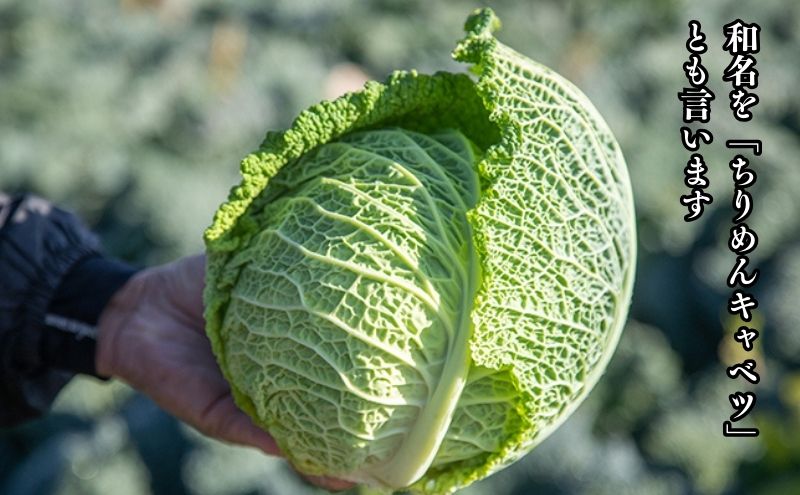 瀬戸内 牛窓産 サボイ キャベツ 約1.8kg（2～3玉）