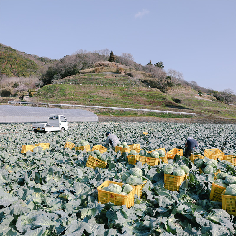 瀬戸内 牛窓産 キャベツ 約10kg（4～8玉） 野菜