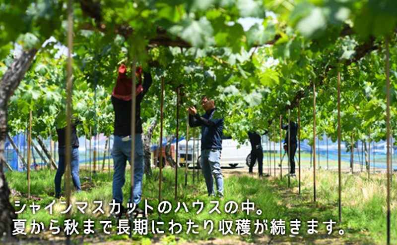 ぶどう 2026年 先行予約 果物 詰合せ シャイン マスカット 1房 ニュー ピオーネ 1房 合計約1.0kg ブドウ 葡萄 岡山県産 国産 フルーツ 果物 ギフト