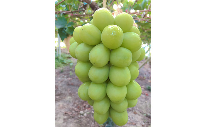 ぶどう 2026年 先行予約 農家こだわりの シャイン マスカット ＆ ニュー ピオーネ 2房 合計約1.2kg 贈答クラス 葡萄 岡山県産 国産 フルーツ 果物 ギフト 【 Nini farm 農家 直送 】