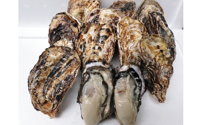 牡蠣 2026年 先行予約 殻付き牡蠣 お徳用 一斗缶 （小粒 約100個、約10kg） 山銀商店 瀬戸内海虫明湾産 生牡蠣 かき 魚介類 カキ 軍手 ナイフ付き 加熱調理用