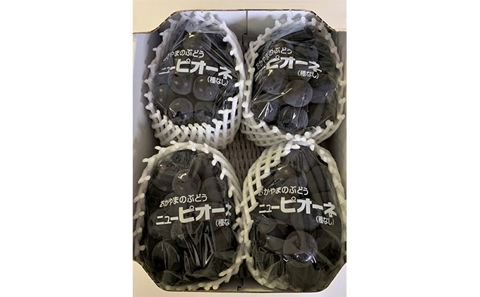 ぶどう 2026年 先行予約 ニュー ピオーネ 4房 合計2kg以上 ブドウ 葡萄  岡山県産 国産 フルーツ 果物 ギフト 河本農園 ニューピオーネ 2キロ