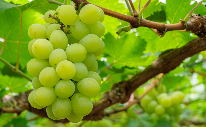 ぶどう 2026年 先行予約 マスカット ・オブ・アレキサンドリア 1房（秀品以上、730g以上）化粧箱入り ブドウ 葡萄  岡山県産 国産 フルーツ 果物 ギフト マスカットオブアレキサンドリア 730ｇ