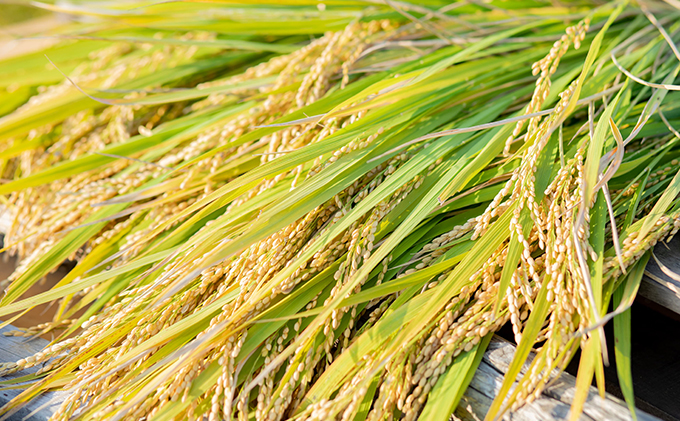 米 令和7年産 石原果樹園の備前乙女米 玄米 30kg×1袋 ※11月上旬～順次発送予定 お米 ライス 乳酸菌栽培 岡山県 おにぎり お弁当