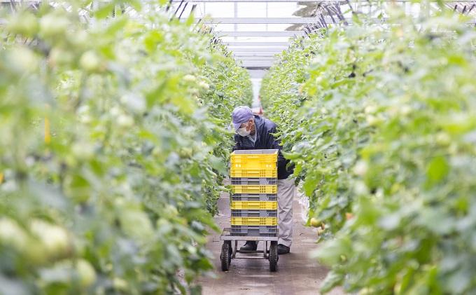 期間限定【産地直送】瀬戸内はれトマト（桃太郎トマト）9玉 約1.3kg 野菜 夏野菜 リコピン 岡山県産 サラダ 料理 緑黄色野菜