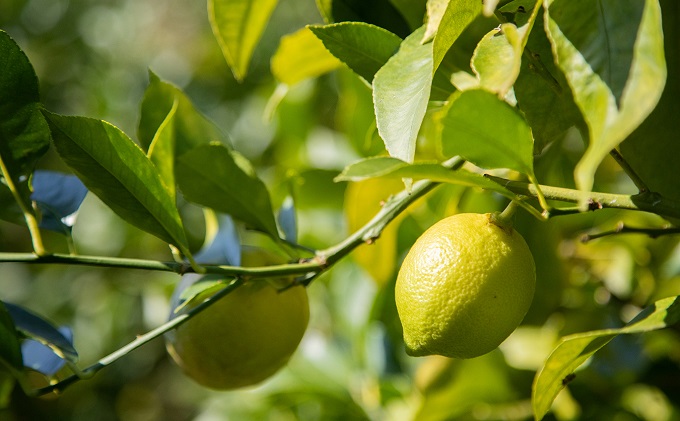 瀬戸内 牛窓産 レモン 約4kg（1果 100g前後） 果物 柑橘 果実 国産 爽やか ワックス 防腐剤 不使用 料理 ジュース 酎ハイ 焼酎 飲み物 果汁 ドレッシング ソース