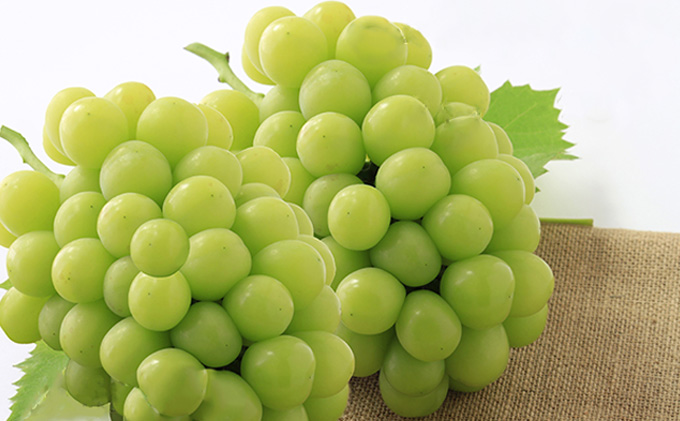 ぶどう 2026年 先行予約 シャイン マスカット 晴王 2房 合計1.4kg以上 マスカット ブドウ 葡萄 岡山県産 国産 フルーツ 果物 ギフト 環山堂 大粒 種無し 甘い 香り 皮ごと 高糖度 贈り物