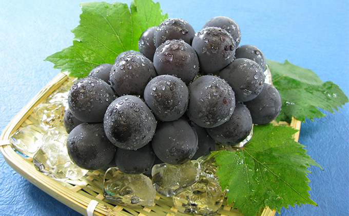 ぶどう 2026年 先行予約 ニュー ピオーネ 1房 600g以上 ブドウ 葡萄 岡山県産 国産 フルーツ 果物 ギフト 環山堂 大粒 種無し 甘い 甘酸っぱさ 人気 香り 高糖度 美しい 贈り物 ギフト