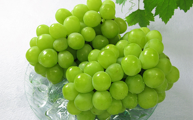 ぶどう 2026年 先行予約 マスカット・オブ・アレキサンドリア 2～3房 合計1.0kg以上 マスカット ブドウ 葡萄 岡山県産 国産 フルーツ 果物 ギフト 環山堂 女王 美しい 香り 気品 贈り物 芳醇