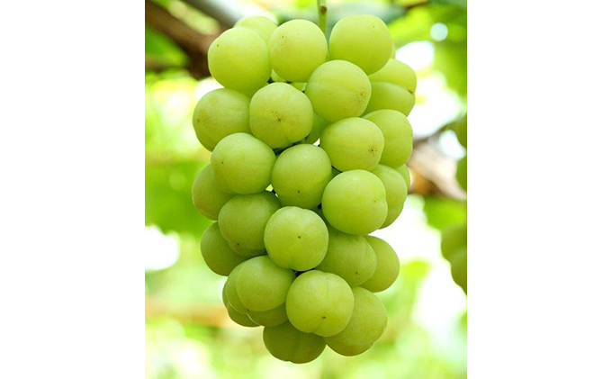 ぶどう 2026年 先行予約 桃太郎 ぶどう 1房 680g以上（露地栽培）贈答用 ブドウ 葡萄  岡山県産 国産 フルーツ 果物 ギフト 岡山の葡萄