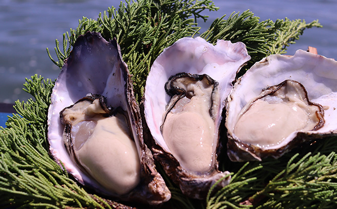 のぞみ 牡蠣  2026年先行予約 ［彩]  殻付き （ 三年牡蠣 ）約45個 ナイフ 、 簡単レシピ 付き 魚貝類 海の幸 海のミルク 海鮮 貝 濃厚 産地直送 取れたて 新鮮 食材 殻付き牡蠣