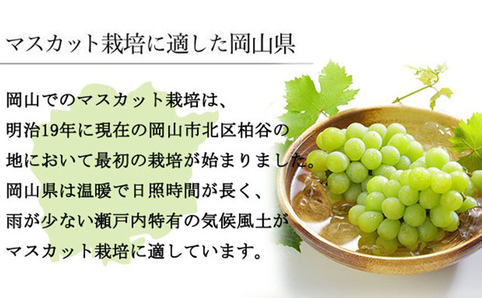 ぶどう 2026年 先行予約 マスカット ・オブ・アレキサンドリア 約600g×1房 8月下旬～9月下旬発送 ブドウ 葡萄  岡山県産 国産 フルーツ 果物 ギフト 岡山のぶどう 豊かな香り デザート 食後
