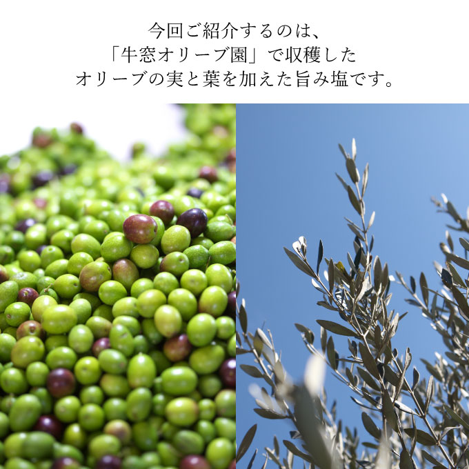 赤屋根オリーブの実と葉入り旨み塩2本セット