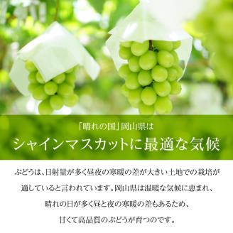 ぶどう 2026年 先行予約 ご家庭用 シャイン マスカット 晴王 優品 2房入り（1房 530g以上 露地栽培） ブドウ 葡萄  岡山県産 国産 フルーツ 果物 岡山の葡萄