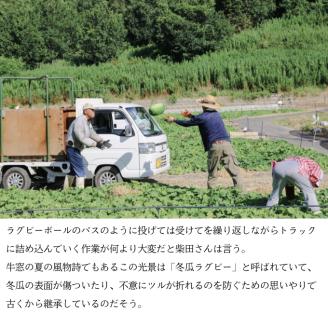 冬瓜 （ とうがん ）約10kg 瀬戸内 牛窓産 野菜 夏野菜