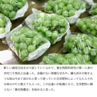 マスカット・ジパング 1房（900g以上）内田農園 岡山県 瀬戸内市 邑久町産 葡萄 ぶどう 2025年【配達不可：北海道・沖縄・離島】 果物類 フルーツ オリジナル 種なし 皮ごと