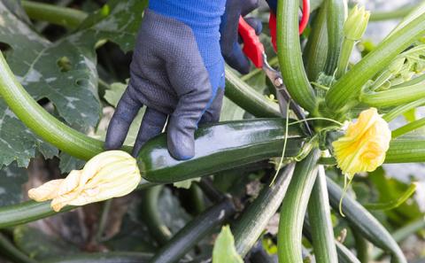 瀬戸内 牛窓産 ズッキーニ 約2kg（12本前後）