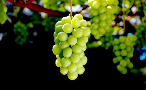 ぶどう 2024年 先行予約 シャイン マスカット 桐箱 1房入り 800g以上 ブドウ 葡萄 岡山県産 国産 フルーツ 果物 ギフト 内藤ぶどう園