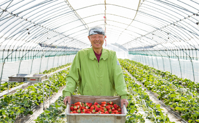 メリーベリー 章姫 いちご 約1.2kg（約300g×4パック）【配達不可：北海道・東北・新潟・沖縄・離島】